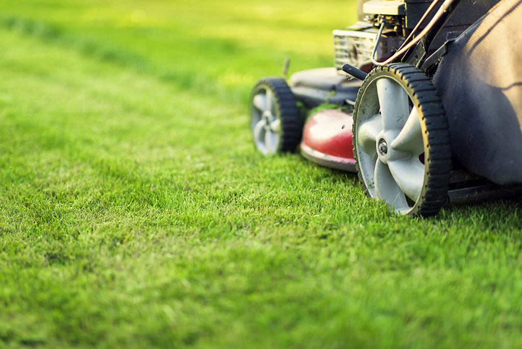 Lawn Moving - Santos